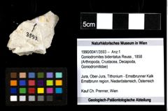 Foto (Objekt + Etiketten) von Goniodromites bidentatus (Reuss, 1858) 